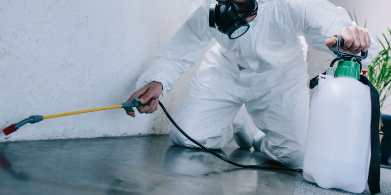 Como é Feita a Dedetização de Baratas em Porto Velho: Conheça 6 Métodos Como é feita a dedetização de baratas em Porto Velho