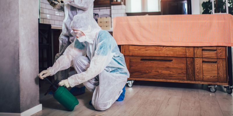 Dedetização em Apartamento Como Funciona em Porto Velho: Confira 4 Passos